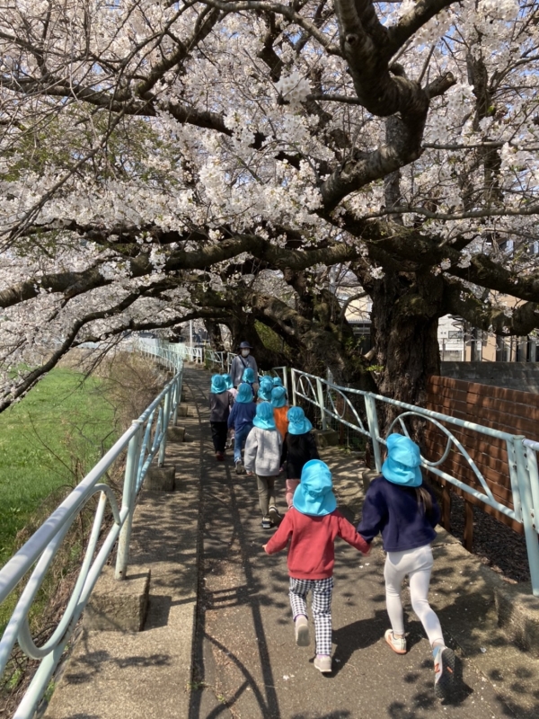 盛岡も桜が満開です